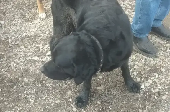 Найдена собака, Оренбург, фото: Найден собака, улица Сергея Лазо, Оренбург - черный, похож на лабрадора