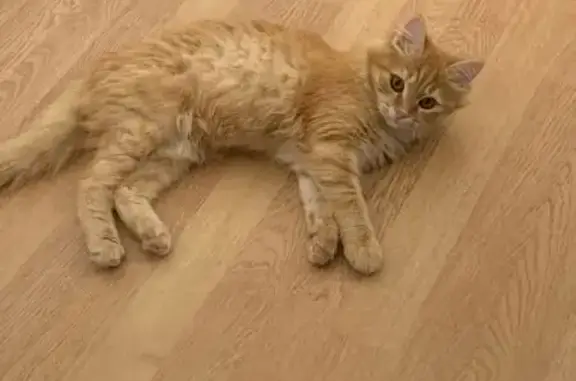 Пропала кошка, Хрустальная улица, 64А, Цибанобалка - photo