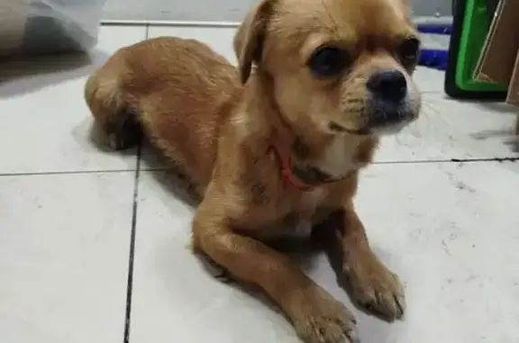 Найдена собака, Оренбург, фото: Найдена собака, Новая улица, 4, Оренбург - два ошейника и колокольчик