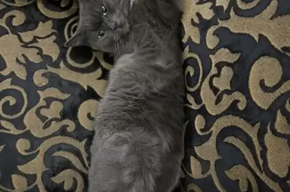 Кошки потеряшки, Загорянский, фото: Потеряшка кошка, улица Циолковского, 6, Загорянский - трехлапая, серого цвета