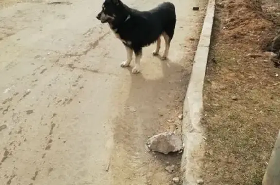 Найдена собака, Домодедово, фото: Найдена собака, улица Корнеева, 42, Домодедово