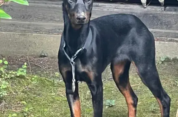 Найдена собака, Сочи, фото: Найдена собака, улица Белых Акаций, Сочи - уши в процессе купирования