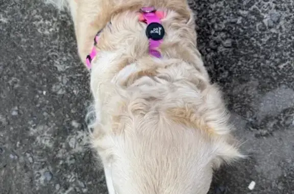 Найденные животные Таганрог, фото: Найдена собака, женская, Нижняя линия, 25, городской округ Таганрог - бежевый окрас