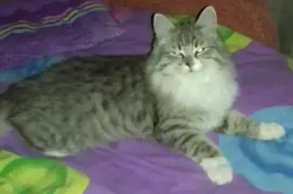 Пропала кошка Девочка, Новороссийск (rl1159881) - photo