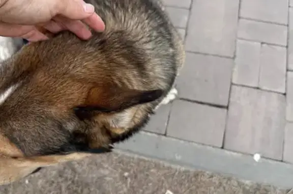 Найденные животные Бабяковское, фото: Найден собака, Бабяковское сельское поселение, Бабяковское - брезентовый ошейник