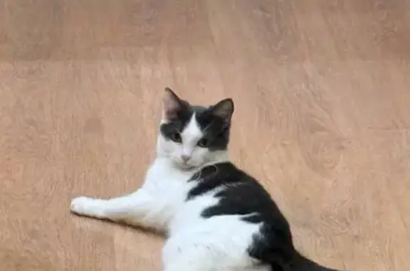 Пропала кошка, Соколовая улица, 247, Саратов - photo