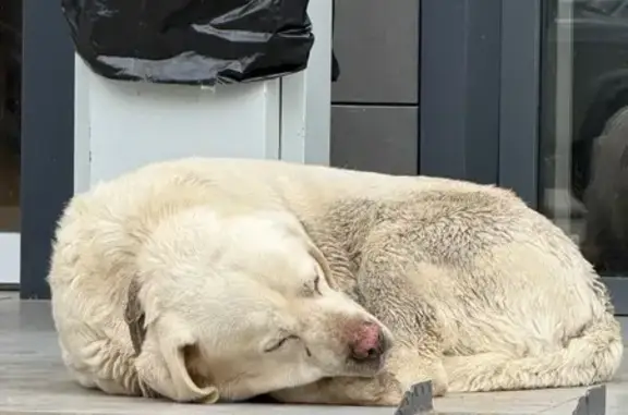 Найдена собака, Сочи, фото: Найден собака, улица Искры, 88 к3, Сочи - пожилой лабрадор с ошейником