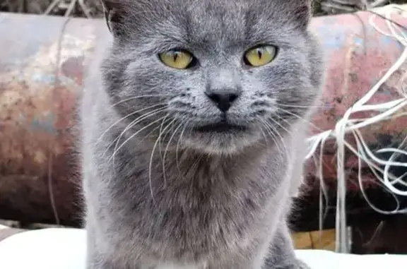 Найден кот, Истринская улица,...