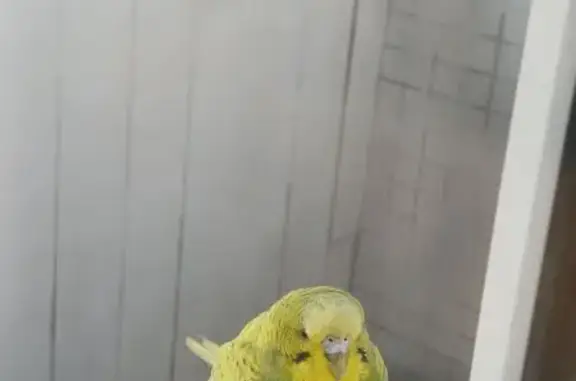 Найдена птица, проспект Культу...