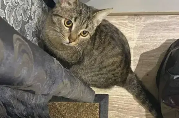 Пропал кот, Балашов, Саратовская область - откликается на кличку Тайсон - photo