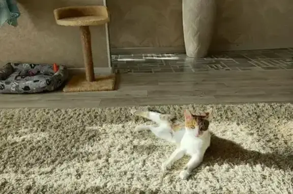 Пропала кошка, проспект Ленина, 28, Стерлитамак - photo