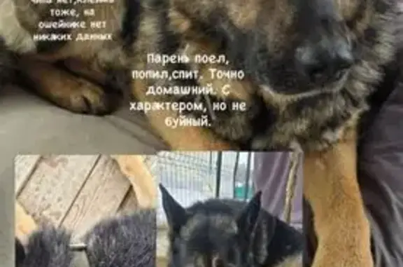 Поиск домашних животных, фото: Найден собака, Коммунистическая улица, 27, Михнево - кобель немецкой овчарки