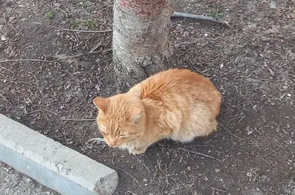 Найденные животные Ижевск, фото: Найден кот, Пушкинская улица, 163, Ижевск - рыжий и ласковый