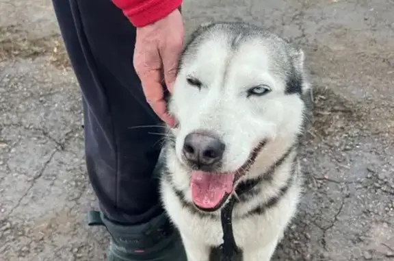 Найдена собака, Ступино, фото: Найден собака, Ступино - мужской, разноцветные глаза