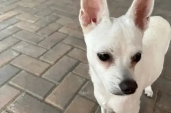 Найдена собака, Краснодар, фото: Найден собака, Длинная улица, 220, Краснодар - выглядит как домашний