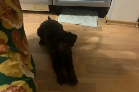 Пропала собака, Гомельская улица, Волгоград - photo