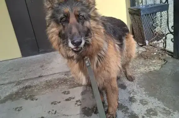 Найдена собака, Нижний Тагил, фото: Найдена собака, Парковая улица, Нижний Тагил - девочка временно зафиксирована