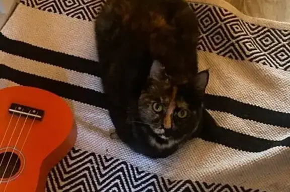 Кошки потеряшки, Северодвинск, фото: Потеряшка кошка, 8-я линия, Северодвинск