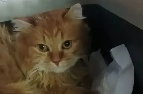 Пропал кот, Полярная улица, Балашов - темно-рыжий лохматый - photo