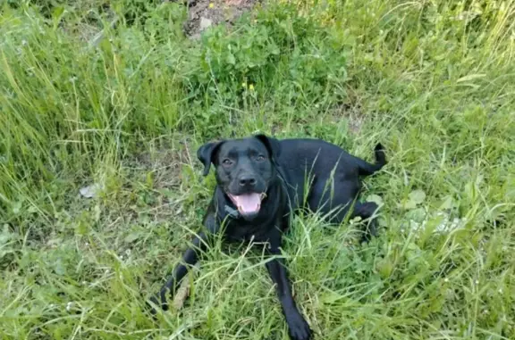 Пропала собака, Уфимское шоссе, 24/1, Уфа - женская, ошейник цепочка - photo