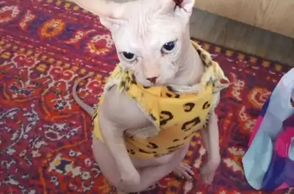 Пропал кот, Широкая улица, 138, Каневская - белый сфинкс с шрамом - photo