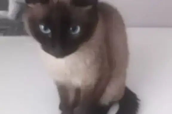 Пропала кошка, Кировская область — остренькая мордочка - photo