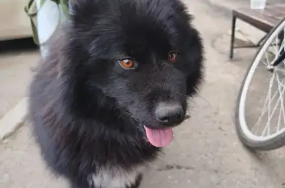 Найдена собака, девочка, Народ...