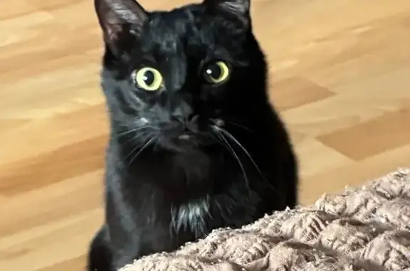 Кошки потеряшки, Приволжский, фото: Потеряшка кот, 13, Приволжский - белый галстук и белые пятнышки у усиков