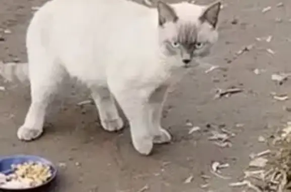 Найден кот, улица Жилгородок,...