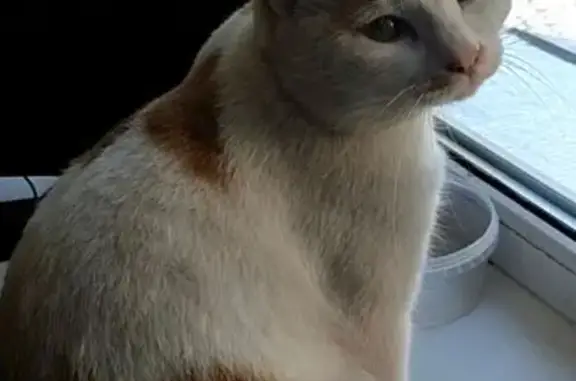 Кошки потеряшки, Артём, фото: Потеряшка кот, Севастопольская улица, 33, Артём - белый с рыжими пятнами