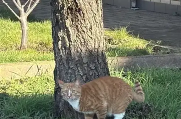 Пропал кот, улица Дзержинского, 163, Армавир - отзывается на «Баксик» - photo