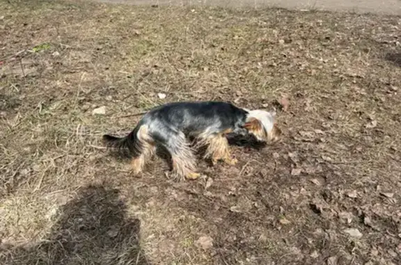 Пропала собака, улица Строкина, Нижний Новгород - photo
