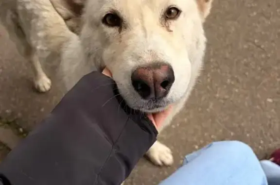 Найдена собака, 7-й переулок,...