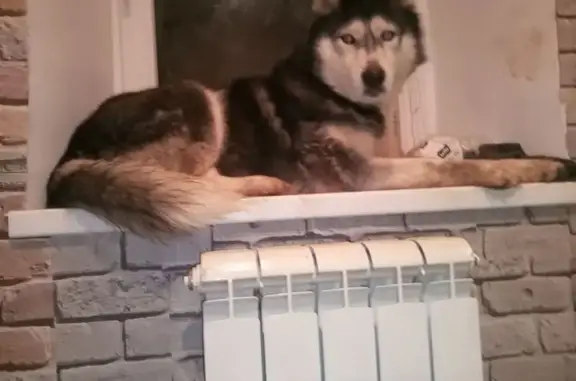 Пропала собака, Каликино, Липецкая область - самка хаски - photo