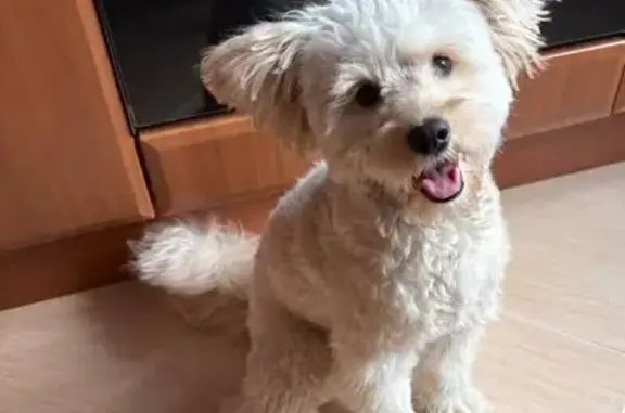 Поиск домашних животных, фото: Найден собака, улица Кухмистерова, 4, Москва - молодой кобель, ласковый и общительный