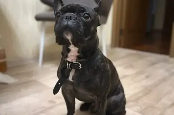 Пропал собака, улица Селиванова, 23, Ростов-на-Дону - черный с белым пятном на шее - photo