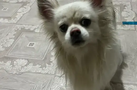 Найден собака, улица Богдана Х...