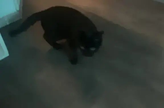 Найдена кошка, улица Щетинкина...