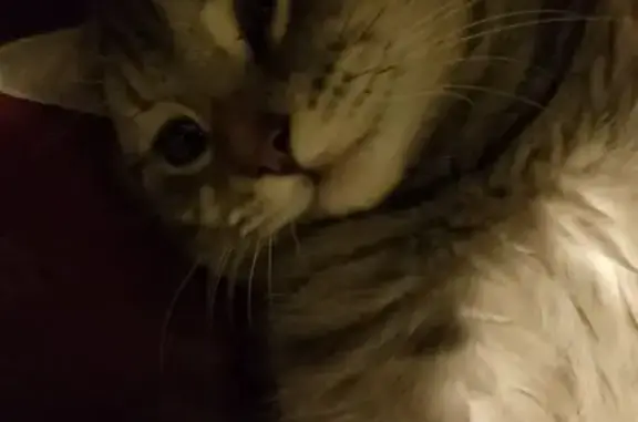 Пропала кошка, Верхняя улица, 40, Прокопьевск - заросшая ранка на мордочке - photo