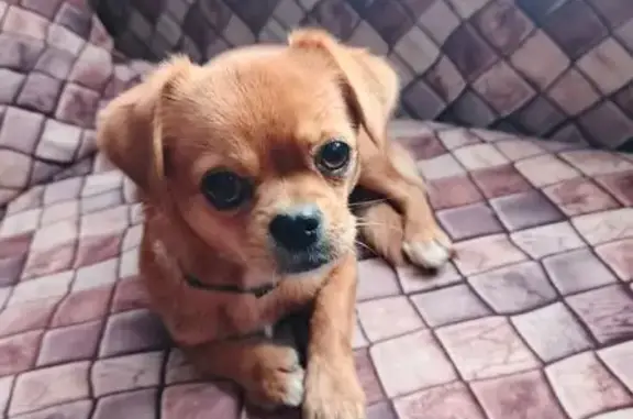 Найдена собака, Оренбург, фото: Найдена собака, Новая улица, 9, Оренбург - рыжая с двумя ошейниками