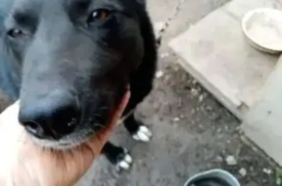 Пропала собака, Чебаркуль, Челябинская область - большой чёрный пёс с белым пятном - photo