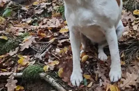 Пропала собака, улица Карасунская Набережная, 161/1, Краснодар - гладкошёрстный фокстерьер - photo