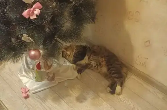 Пропал кот, Лесозащитная улица, городской округ Пенза - пушистый с деформацией ушей - photo