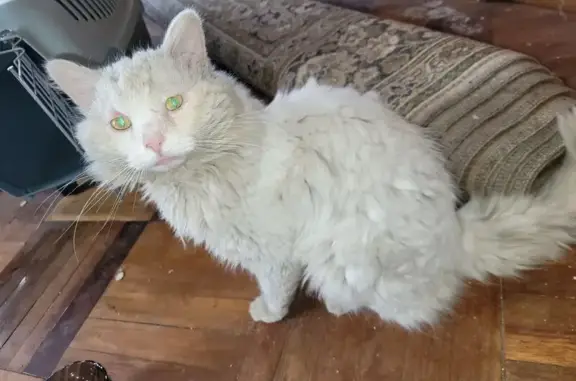 Найдена кошка, Радужная улица,...