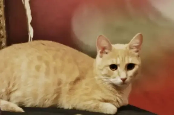 Пропала кошка, улица Соловьёва, 3, Пестово - photo