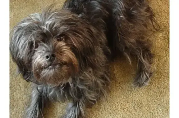 Пропала собака, Карагали, Астраханская область - серая и лохматая - photo