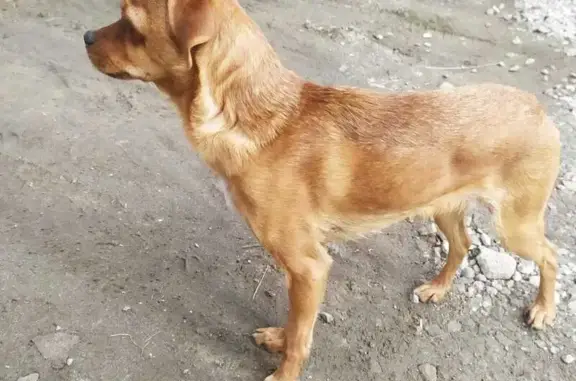 Найдена собака, Вторая улица,...