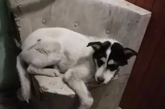 Найдена собака, улица 6-й Орло...