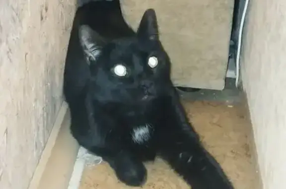 Найдена кошка, Рыбацкий проспе...