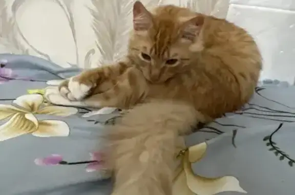 Пропал кот, Казань, Татарстан - рыжий, 7 месяцев - photo